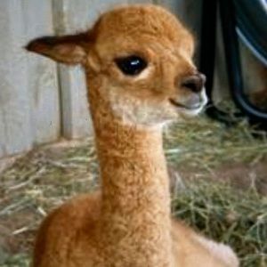 Meet your Posher, Aubrey